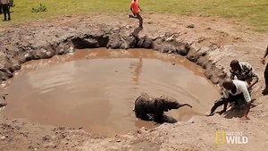 472K views · 5.4K reactions | Throwback Thursday: This baby elephant runs into a big problem while taking a mud bath with mom. | National Geographic Animals | Facebook