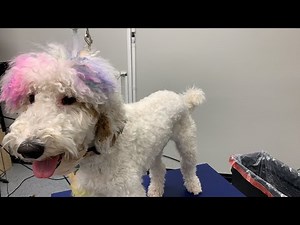 How to shave a Goldendoodle