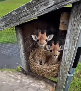 246K views · 12K reactions | Cutest video of the day ✨ | 햧 헒 헉 헇 허 헍 헂 헓 햾 | Facebook