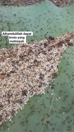 trimakasih atas sport dan saran dari teman2 kali ini saya tidak pakai tangan kosong demi kalian??