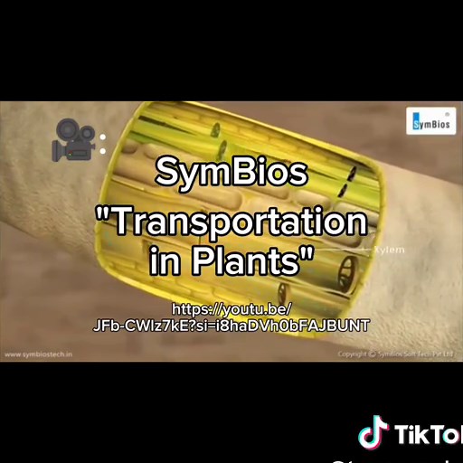 Scientists have evidence supporting the widespread perception that trees make rain, that by growing more vegetation, we get more rain. Trees play an important role in the preservation of nature. As the world grapples with rising temperatures, scientists are trying to find ways to utilize forests to influence rainfall patterns in areas experiencing water shortages or severe drought. “While forests have received a lot of attention for their role in storing carbon, thus helping mitigate climate cha