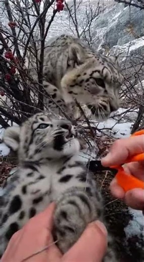 Hands Peeling Netting in a Dense Mountain Thicket