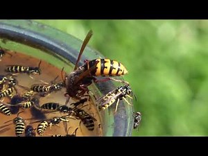 How to Get Rid of a European Hornet