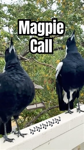 Magpie Call to Attract Birds