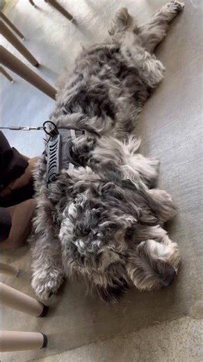 Happy dog enjoying the breeze #happydog #doggieworld #dogtime #puppydoodle #asherandhunter