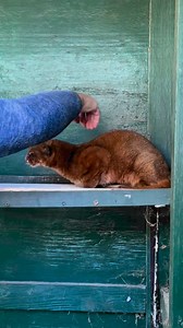 Fraulein might be small but she is spunky! But our very own Bobby McGee has a special arrangement with her. | Bear Creek Feline Center