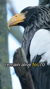 Eagle behaviour in old age In old age, eagles grow weaker. Their feathers become heavy, and their hunting slows. Some retreat to high cliffs, where they rest and conserve energy. | Facts that will blow your mind