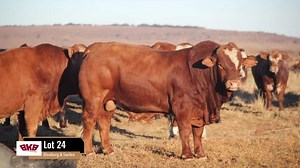Blouberg & Sanleo Simbra Studs Bull Sale Wednesday, 2 August 2023, from 11:00 Warden Salepens Guest seller: Lila Simbras - On Offer: 35 Top Simbra Bulls - For more information CLICK on the link below: https://events.bkb.co.za/event/blouberg-sanleo-simbra-bull-sale/ - Enquiries: Bennie van der Merwe 082 414 4228 Jan Mostert (Auctioneer) 083 306 8408 Fred Dell 082 926 0716 BKB, Bethlehem: 058 303 8552 - OosVrystaat Simbras BKB Noord Spesiale en Stoetvee Veilings BKB Bethlehem Simbra SA | BKB