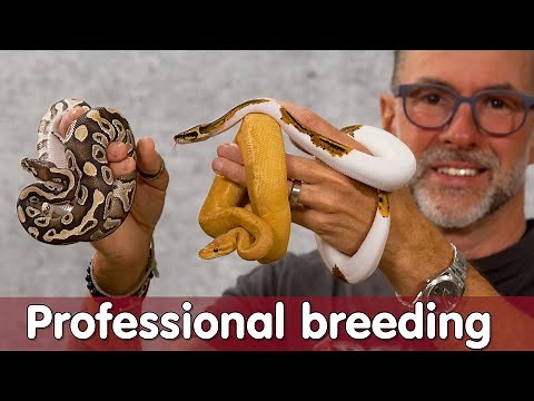 Mit Python Zucht GELD verdienen? | Professional Ball Python breeding | Reptil TV