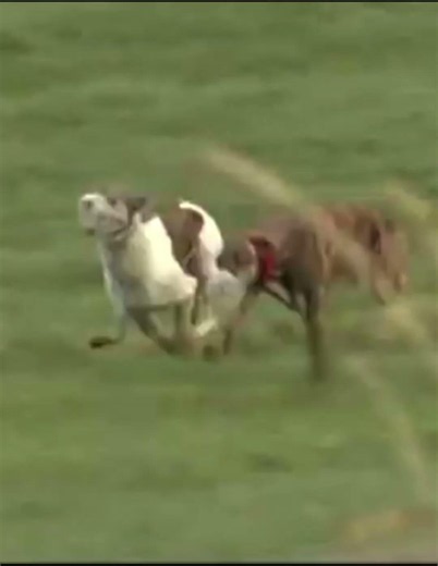 Greyhound dog lovers ❤️💪🏻 YouTube short