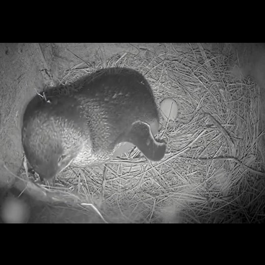22K views · 432 reactions | Inside a winter penguin burrow, an egg is laid 諸 The male comes and goes, bringing yet more nesting materials. Watch to the end, to see a well-deserved stretch and some fine-tuning of this beautiful nest. | Phillip Island Nature Parks | Facebook