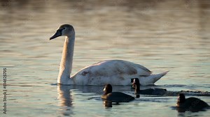 Young swan in lake. Small black ducks swim next to bird dive into water in search of food in winter season. Biodiversity awareness protection, waterfowl ecosystem