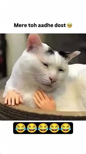 kha se mil jate h ese log 😂😂 #cat #memes #trending #fyp #funny