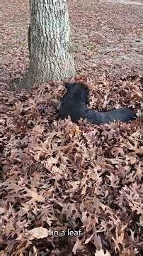 Funniest Dog Run Ever Caught on Camera!