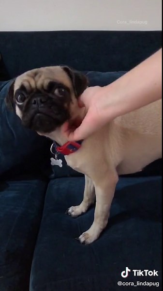 Disfraces de Pugs para Halloween: ¡entera a Will Smith!