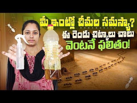 ఇంట్లో చీమలు ఎందుకు వస్తాయి? ఎలా శాశ్వతంగా పోగొట్టాలి – పూర్తి పరిష్కారం#trending#@amazonhomeindia 