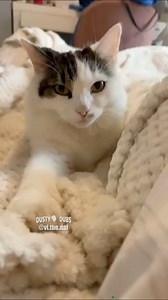 101 Problems And A Dalmatian Ain’t One 🎥: vi.the.dal (TT) #animalvoiceover #animalvoiceovers #animalvoiceoverguy #cat #cats #dog #dogs #dalmatian #dalmatians #101dalmatians #funny #lol #dustydubs | Dusty Dubs