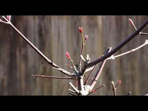 Repotting a Shindeshojo Japanese Maple out of it's nursery soil