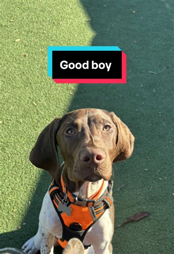 Cuteness Overload: Crate Training a GSP Puppy