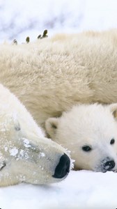 1.8K reactions · 62 shares | ‍❄️ The polar bear remains an...