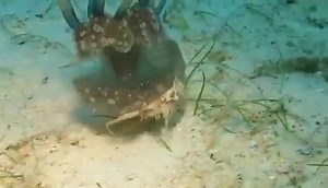 55K views · 773 reactions | A crab using jellyfish yo defend itself against predators | Raw and savage. | Facebook