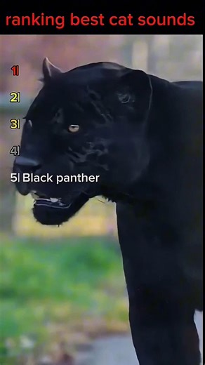 ranking best wild cat sounds 😺
