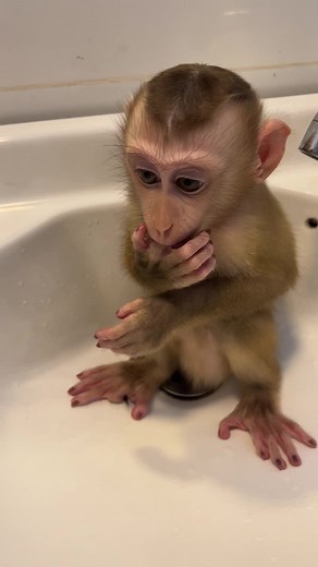 MONKEY JELLY នៅលើ TikTok