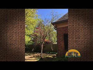 Q&A – Why does my weeping cherry have leaves only at the top?