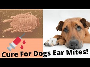 🔥Tips and Complete Guide “cure for dogs ear mites ” 👍