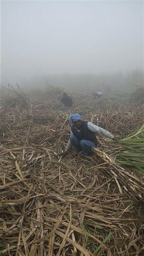 #🌾🌾🌾🌾🌾🤔🤔🤔