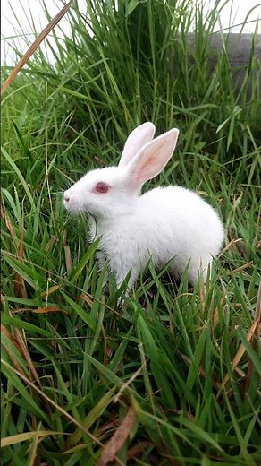 Different Rabbit Moments Outside|Eating, Hopping