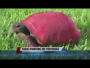 Painted Turtle Shells