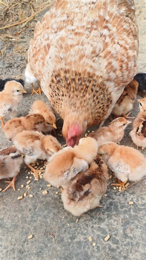 Animals Life on Instagram: "Baby Chick's First Meal!So Cute! 🐥🐥#chicks #animallover #backyardchickens #cute #fypシ #FBReels #broodyhen #egghatching A baby chick's first meal should be a proper chick starter feed, which is a high-protein blend of grains and nutrient specifically designed for their needs."