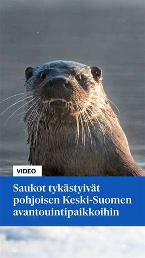 KSML.fi - Keskisuomalainen on Instagram: "Saukkojen on havaittu mieltyneen yleisiin avantouintipaikkoihin pohjoisessa Keski-Suomessa. Saukkoja on nähty avannossa polskimassa ainakin Pihtiputaalla ja Viitasaarella. Pihtiputaalla Kumpulan avantouintipaikalla Anni Nissinen sai Saukon videolle, kun hän oli lämmittämässä saunaa sunnuntai-iltana liikuntaseura Pudiksen puolesta. Hän oli lähdössä, kun saukko ilmestyi jäälle ja pulahti avantoon. "Ei sillä ollut kiire minnekään. Saa nähdä, kuinka paljon s