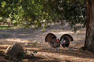 What Do Wild Turkeys Eat? and Other Interesting Things About the Game Bird