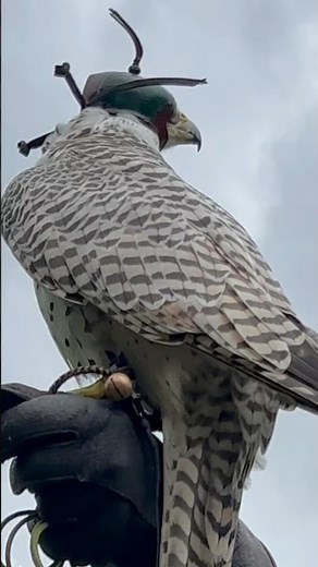 The falconry demonstration at Dunrobin Castle finished with gyrfalcon, largest of the falcon species