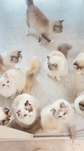 ラグドール専門猫カフェの魅力を体験しよう