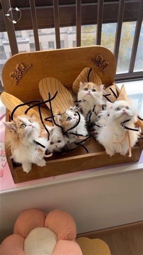 When Your Cat Becomes a Ladybug 🐞 #shorts #kitten #cute