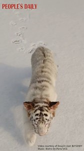 47K views · 550 shares | The first encounter with snowfall is an experience filled with curiosity, wonder and fun — for humans and animals alike! Amazed at the white world, a tiger cub at a zoo in Beijing licks and sniffs around on the snow. | People's Daily, China | Facebook