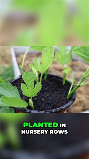 Propagating Fig Trees: A Guide to Growing Success #shorts