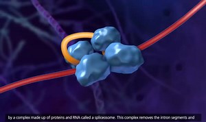 DNA transcription and translation