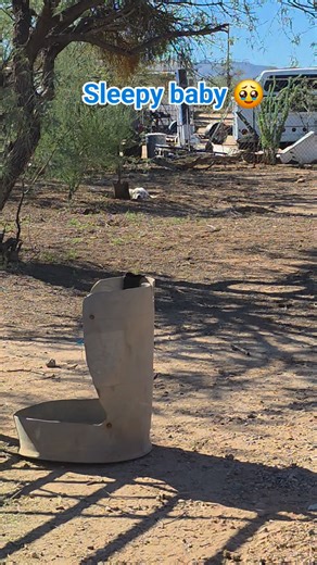 #dog #doglife #doglover #dogs #cutedogs #happydog #sleepydog #dreaming | Allison Columbo