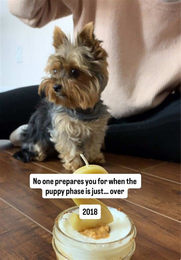 Celebrating My Yorkie's 10th Birthday!