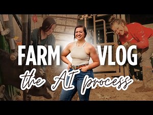 The Artificial Insemination Process: Pulling CIDRs, Heat Detecting & Breeding Cows!