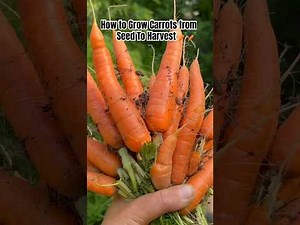 How to Grow Carrots From Seed to Harvest 🥕 #gardening