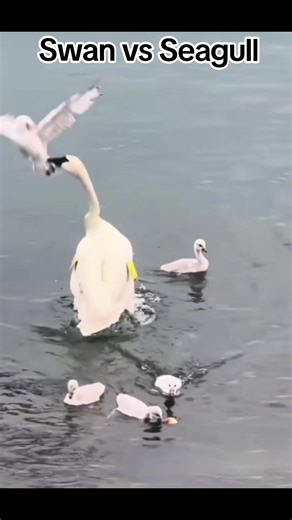 Swan vs Seagull | Aggressive Swan Attacks Seagull