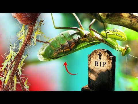 What Happened to the Pregnant Female Praying Mantis That ate Her Mate?
