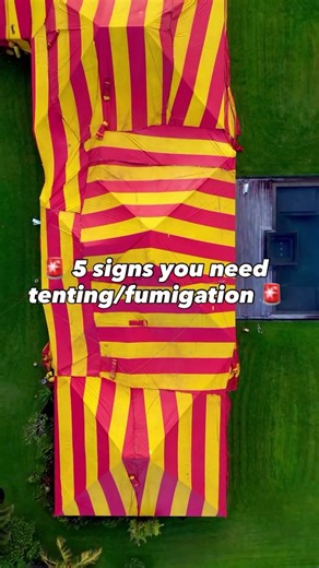 #Repost @alohatermiteandpestcontrol Thinking you might need the tent? ⛺️ Here are 5 signs that whole-home fumigation is the best fix for drywood termites: \t1.\tPiles of “sand-like” pellets (frass) under baseboards/windows/sills – sweep them and they come back. \t2.\tDiscarded wings or flying swarmers indoors, especially near lights and windows. \t3.\tBlistered paint or hollow-sounding wood; doors/baseboards warping or sticking. \t4.\tActivity in multiple rooms/levels (spot treatments keep chasi