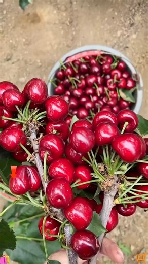 10K views · 137 reactions | This amazing cherry tree bears fruit on its own, right after planting! No need for a separate pollinator fully self pollinating with both male and female flowers | SRK | Facebook