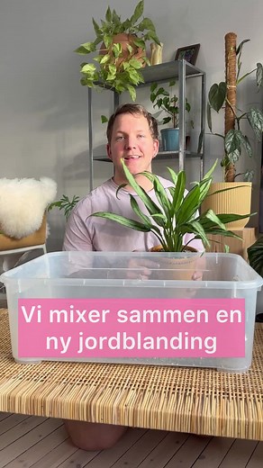 Dette er min foretrukne jordblanding. Denne bruker jeg til alle plantene mine, bortsett fra sukkulenter og kaktus 🌵 Men hvorfor luftig substrat og hva betyr det? 🪴 Overvanning er den vanligste grunnen til at vi tar livet av plantene våre. Både at vi vanner for mye og/eller for at plantene står i vann over lengre tid i pyntepotten. En annen stor grunn til at mange planter ikke overlever er på grunn av for kompakt og for tett jord. La meg forklare ☝🏻 Røttene trenger oksygen. I naturen graver dy